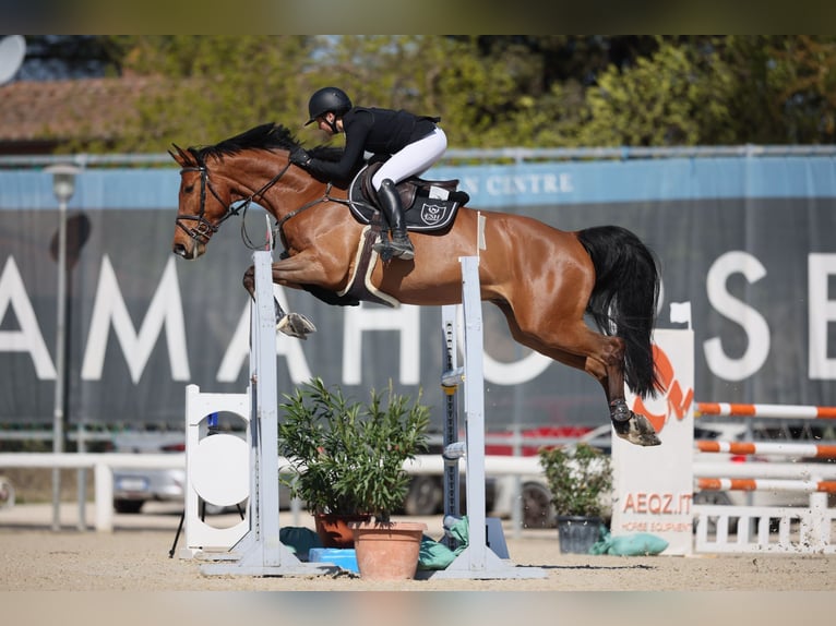 Zangersheider Hongre 7 Ans 170 cm Bai in Guidel