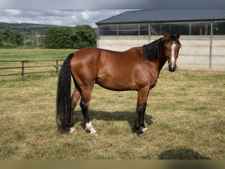 Zangersheider Hongre 7 Ans 170 cm Bai in Salm