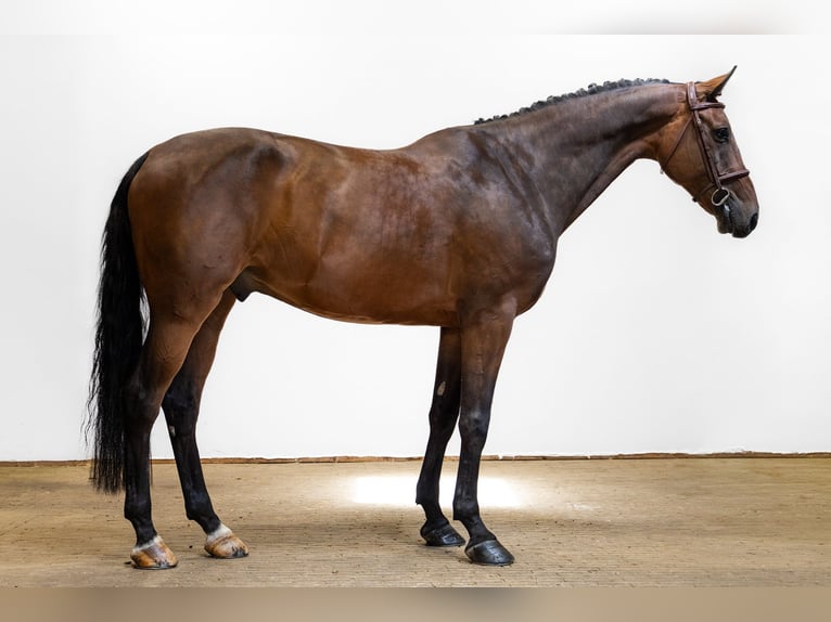 Zangersheider Hongre 7 Ans 170 cm Bai in Waddinxveen
