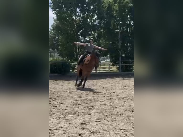 Zangersheider Hongre 7 Ans 170 cm Bai in Mengen