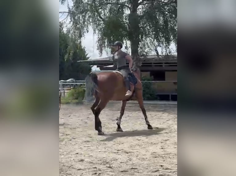 Zangersheider Hongre 7 Ans 170 cm Bai in Mengen