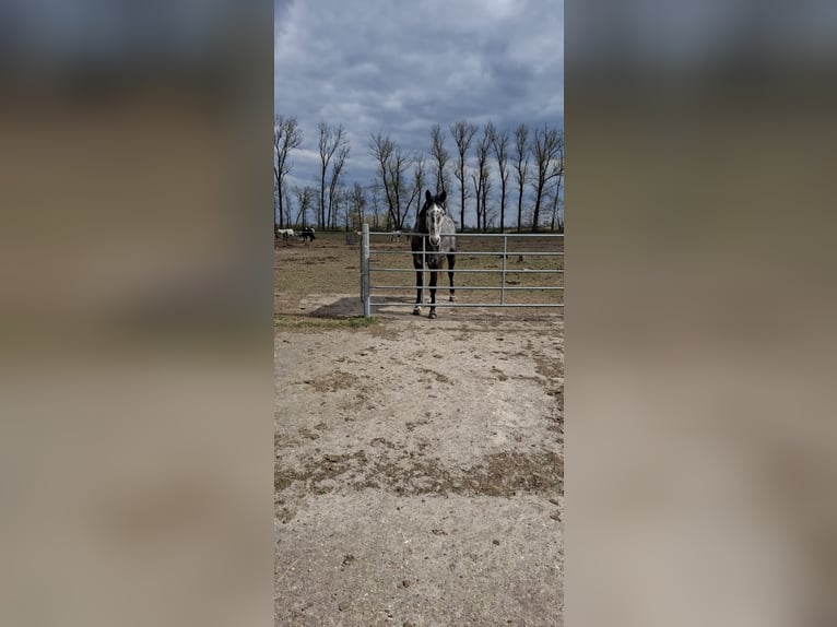 Zangersheider Croisé Hongre 7 Ans 170 cm Gris pommelé in Kolkwitz