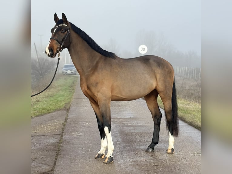 Zangersheider Hongre 7 Ans 171 cm Bai cerise in Szarvas