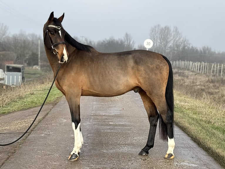 Zangersheider Hongre 7 Ans 171 cm Bai cerise in Szarvas