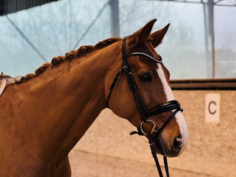 Zangersheider Hongre 7 Ans 172 cm Alezan brûlé in Chomutov