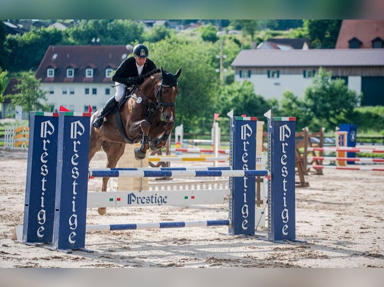 Zangersheider Hongre 7 Ans 172 cm Alezan in Lengdorf