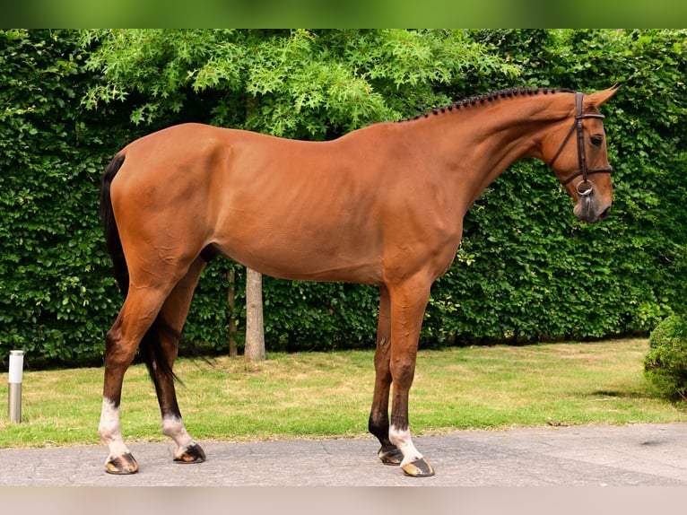 Zangersheider Hongre 7 Ans 172 cm Bai in Bladel