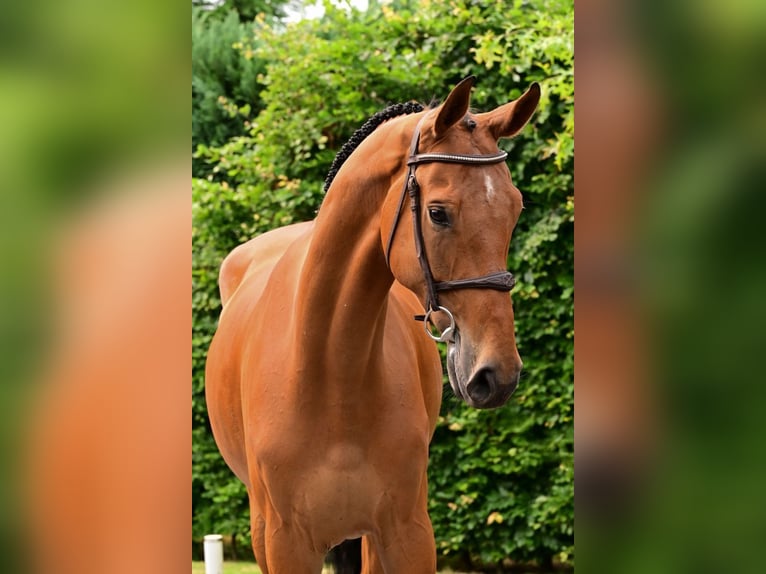 Zangersheider Hongre 7 Ans 172 cm Bai in Bladel