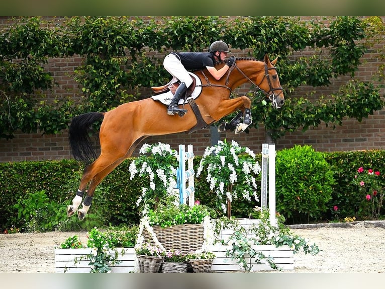 Zangersheider Hongre 7 Ans 172 cm Bai in Bladel