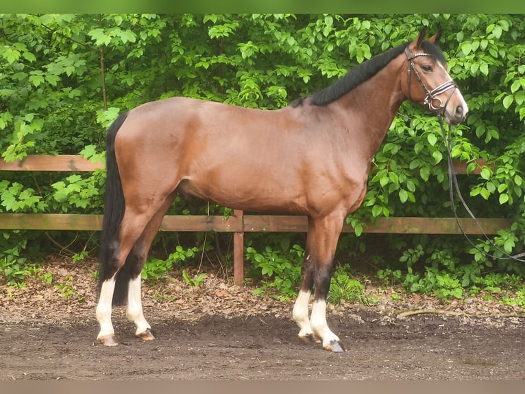 Zangersheider Hongre 7 Ans 172 cm Bai in Braunschweig