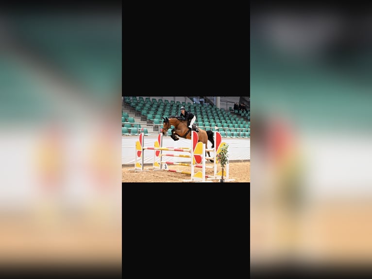 Zangersheider Hongre 7 Ans 172 cm Bai clair in BW