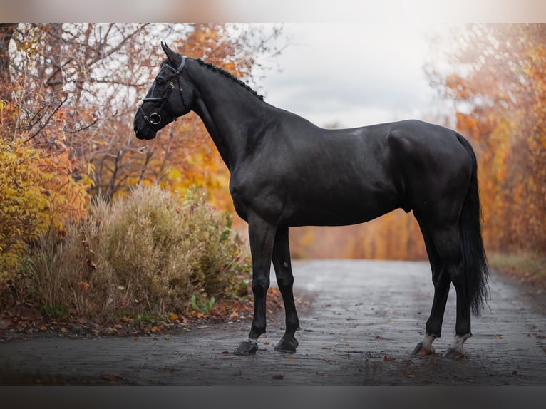 Zangersheider Hongre 7 Ans 172 cm Noir in Wrocław