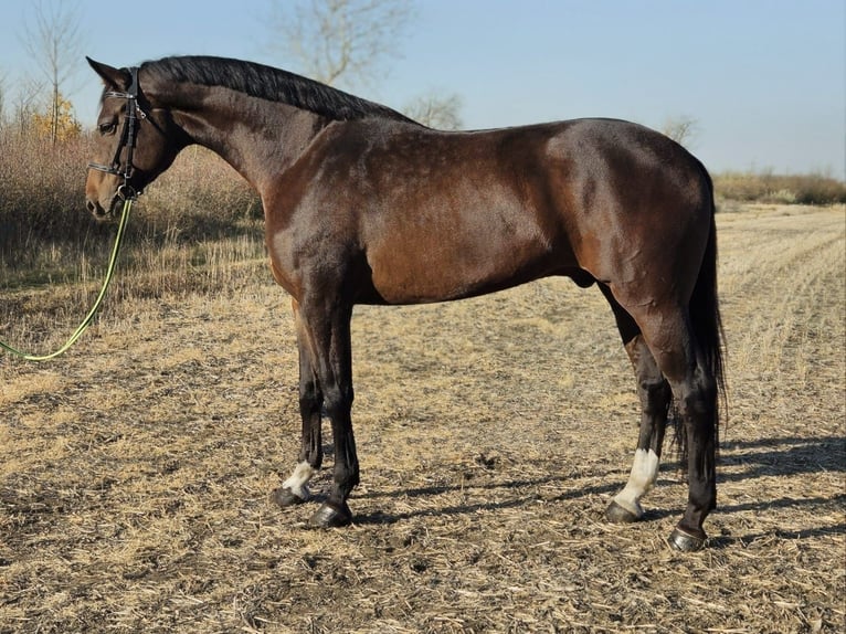 Zangersheider Hongre 7 Ans 174 cm Bai in B&#xE9;k&#xE9;s