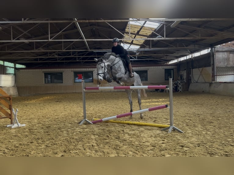 Zangersheider Hongre 7 Ans 175 cm Gris pommelé in Soest