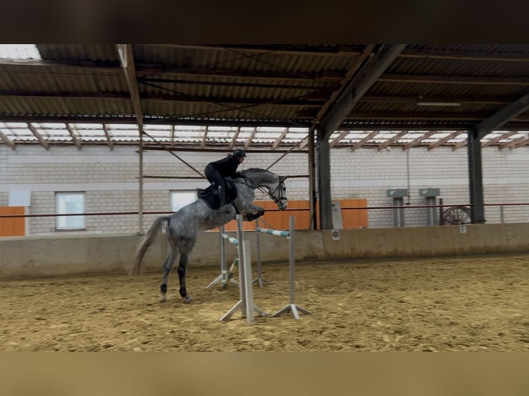 Zangersheider Hongre 7 Ans 175 cm Gris pommelé in Soest