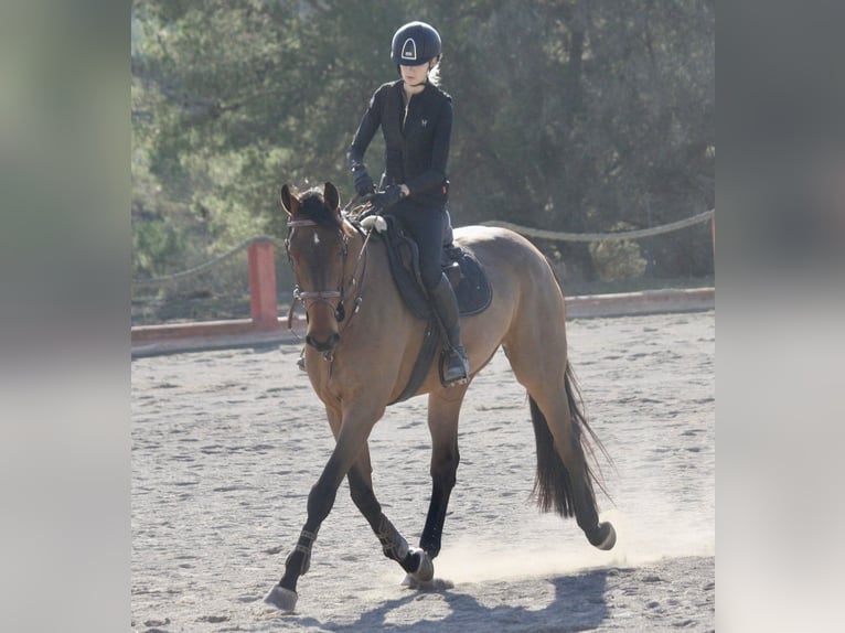Zangersheider Hongre 7 Ans 177 cm Bai cerise in valencia