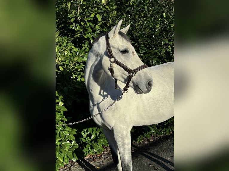 Zangersheider Hongre 7 Ans in Murg