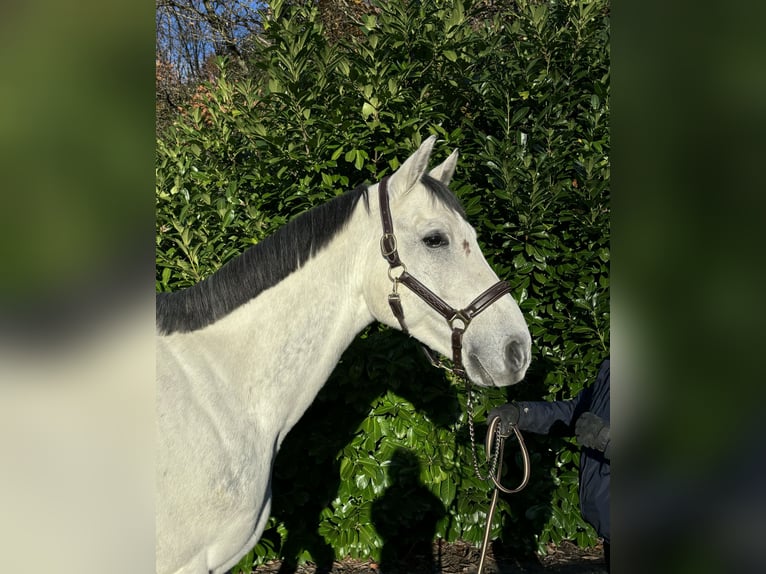 Zangersheider Hongre 7 Ans in Murg