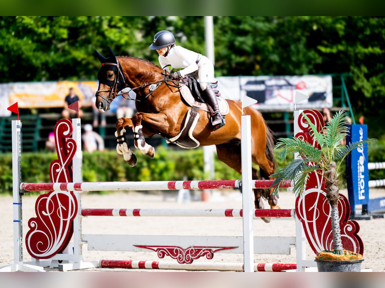 Zangersheider Hongre 8 Ans 160 cm Alezan brûlé in Kraków