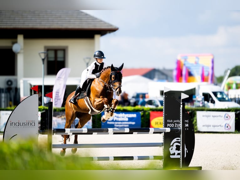Zangersheider Hongre 8 Ans 160 cm Alezan brûlé in Kraków