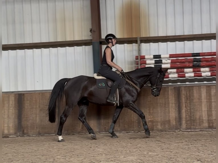 Zangersheider Hongre 8 Ans 164 cm Noir in Oud Gastel