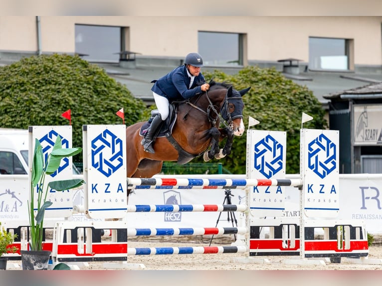 Zangersheider Hongre 8 Ans 165 cm Bai brun in Zawieprzyce