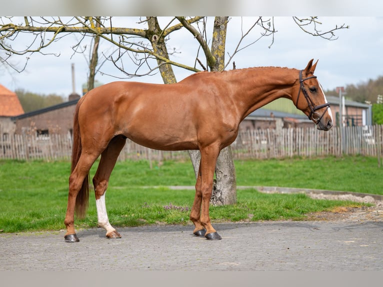 Zangersheider Hongre 8 Ans 168 cm Alezan in GROTE-BROGEL