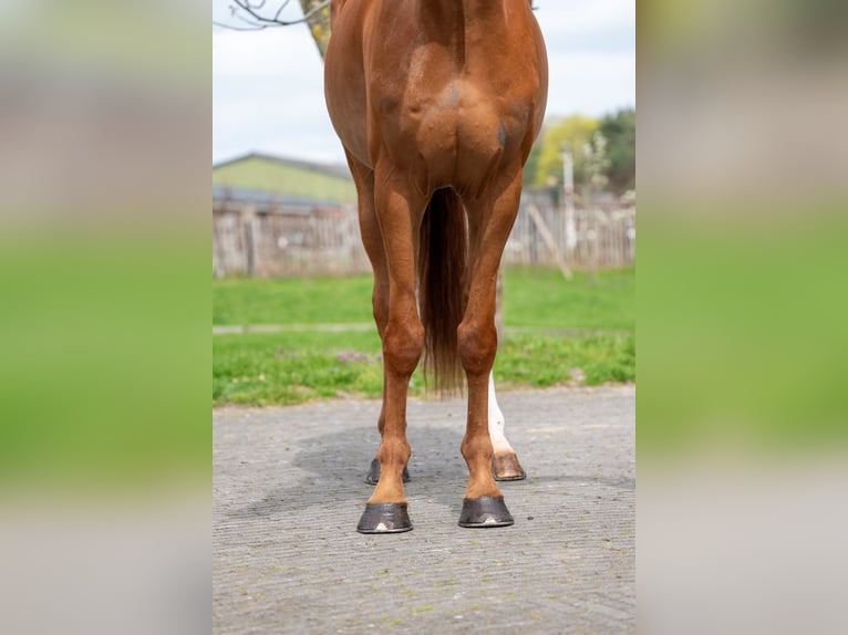 Zangersheider Hongre 8 Ans 168 cm Alezan in GROTE-BROGEL