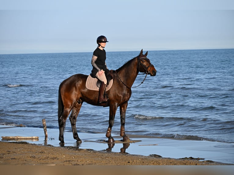 Zangersheider Hongre 8 Ans 170 cm Bai brun in St. Veit an der Glan