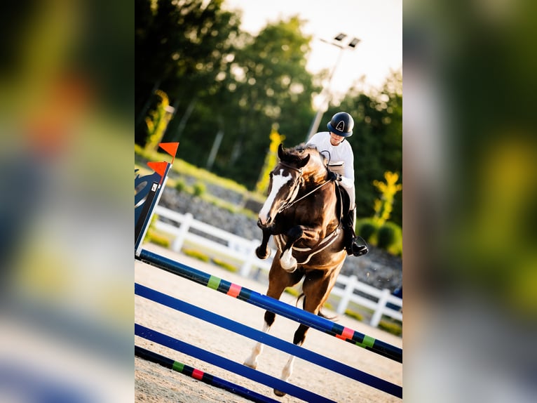 Zangersheider Hongre 8 Ans 170 cm Bai brun in Pyrzowice