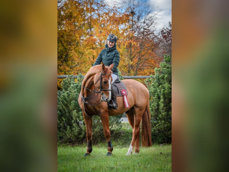 Zangersheider Hongre 8 Ans 172 cm Alezan brûlé in Chomutov
