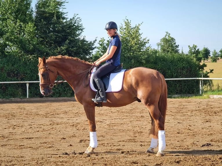 Zangersheider Hongre 8 Ans 172 cm Alezan brûlé in Chomutov