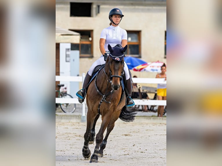 Zangersheider Hongre 8 Ans 172 cm Bai in Campton