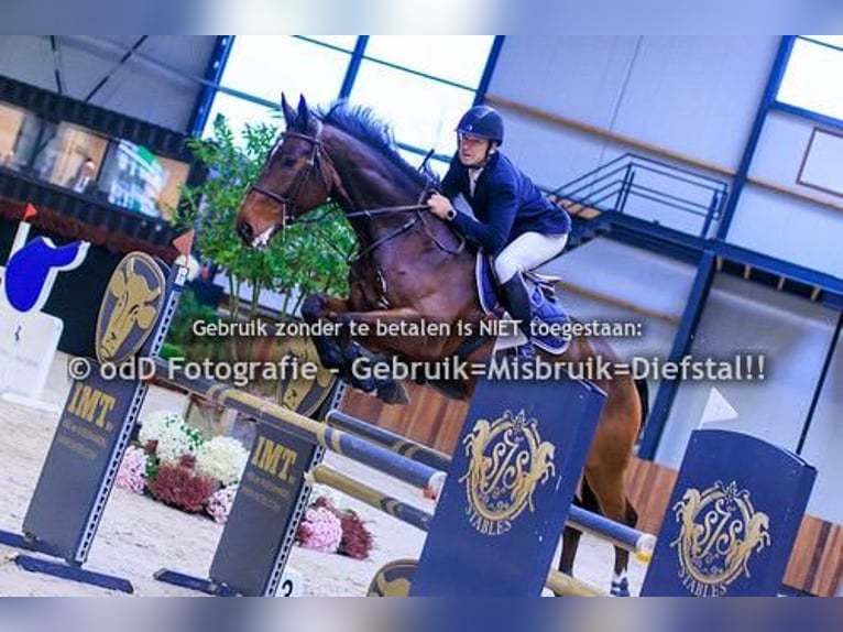 Zangersheider Hongre 8 Ans 172 cm Bai in Sprimont