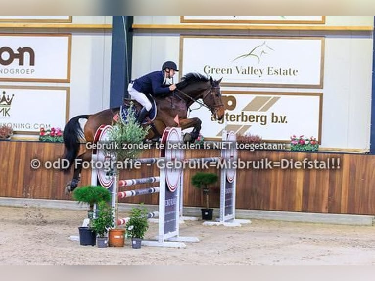 Zangersheider Hongre 8 Ans 172 cm Bai in Sprimont