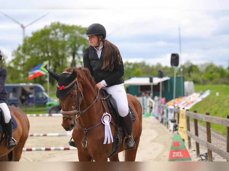 Zangersheider Hongre 8 Ans 173 cm Alezan brûlé in Kisdorf
