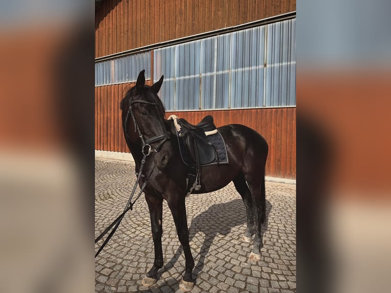 Zangersheider Hongre 8 Ans 174 cm Bai brun in Gammelshausen