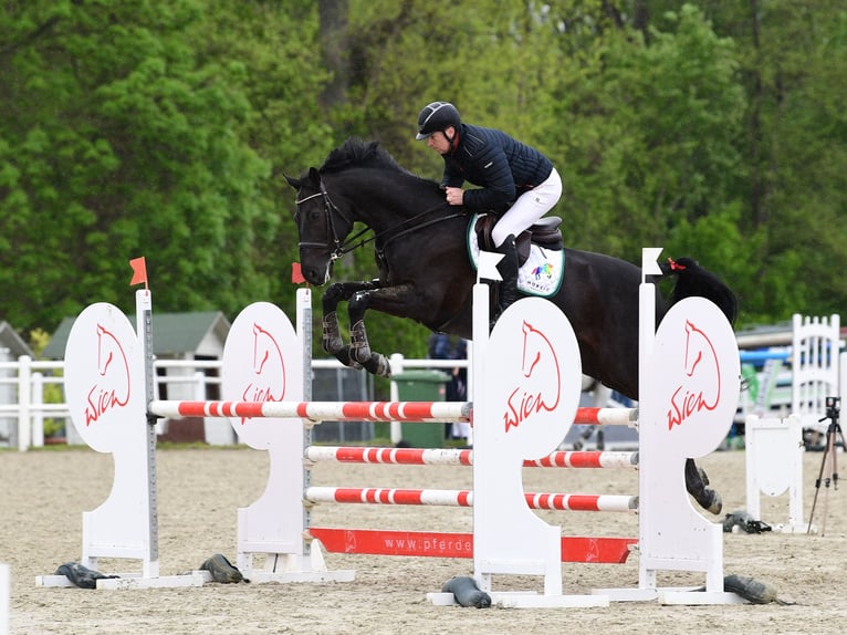 Zangersheider Hongre 8 Ans 174 cm Noir in Schattendorf