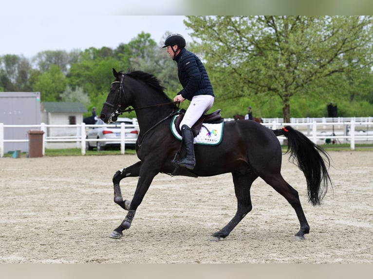 Zangersheider Hongre 8 Ans 174 cm Noir in Schattendorf