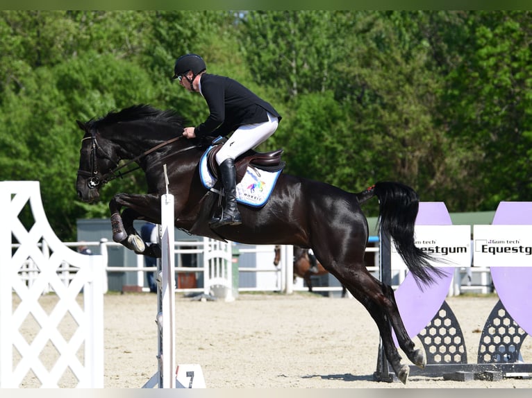 Zangersheider Hongre 8 Ans 174 cm Noir in Schattendorf