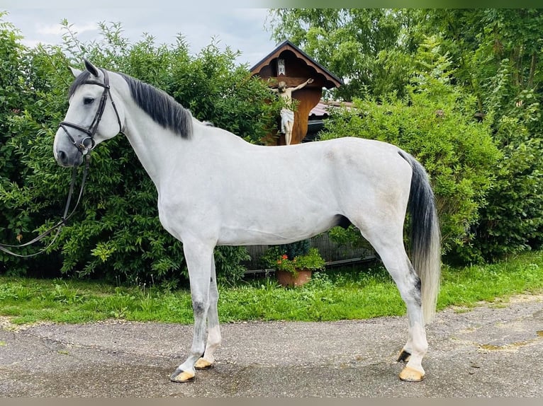 Zangersheider Hongre 8 Ans 175 cm Gris in Schw&#xE4;bisch Gm&#xFC;nd