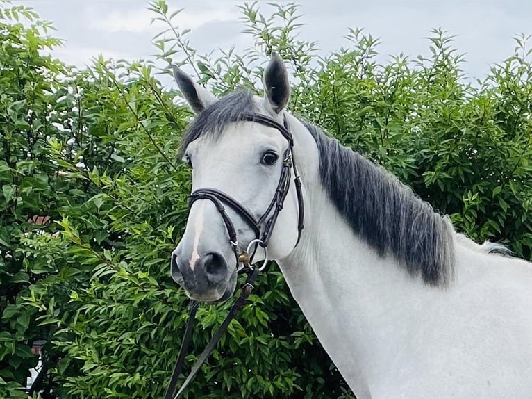 Zangersheider Hongre 8 Ans 175 cm Gris in Schw&#xE4;bisch Gm&#xFC;nd