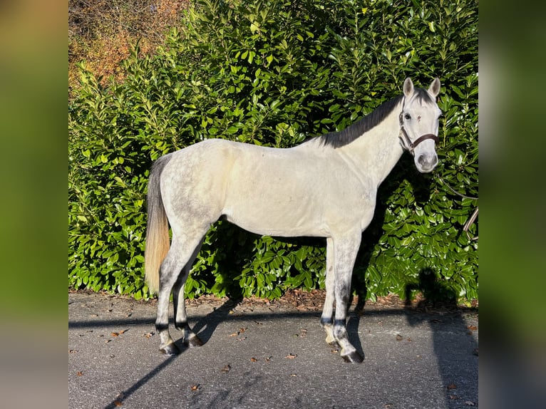 Zangersheider Hongre 8 Ans  in Murg