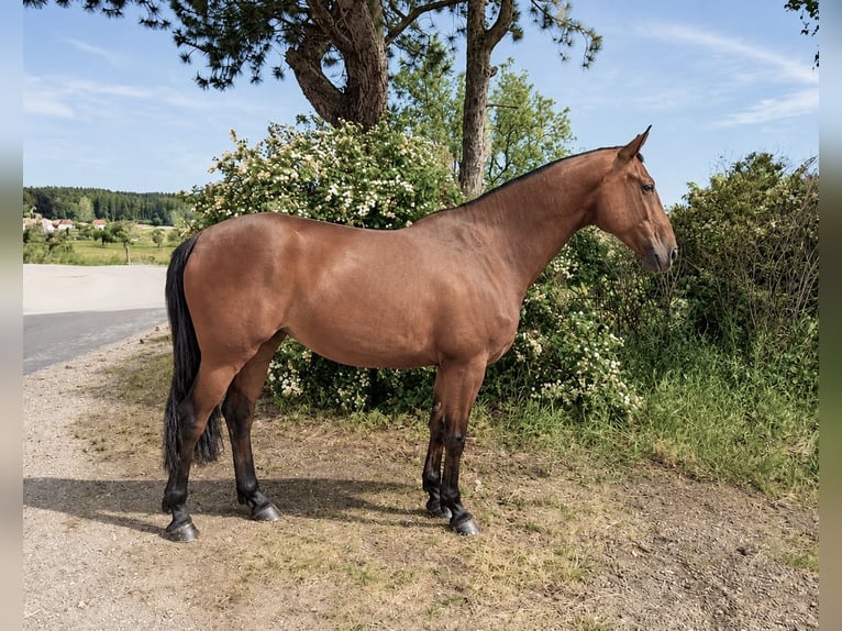 Zangersheider Hongre 9 Ans 165 cm Bai clair in Pelmberg