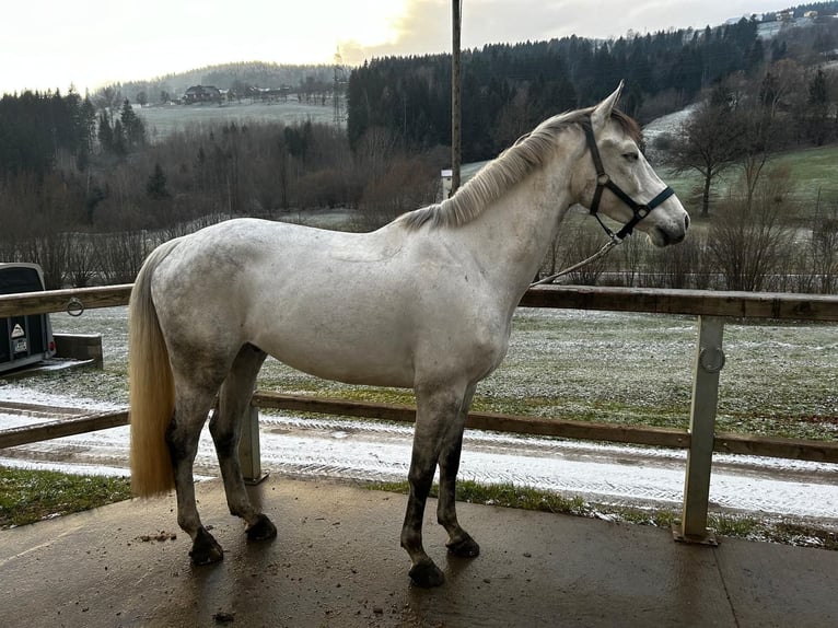 Zangersheider Hongre 9 Ans 165 cm Gris in Wolfsberg