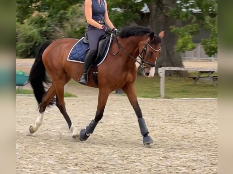Zangersheider Hongre 9 Ans 167 cm Bai in Kiel