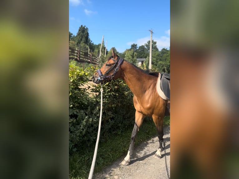 Zangersheider Hongre 9 Ans 167 cm Bai in Liege