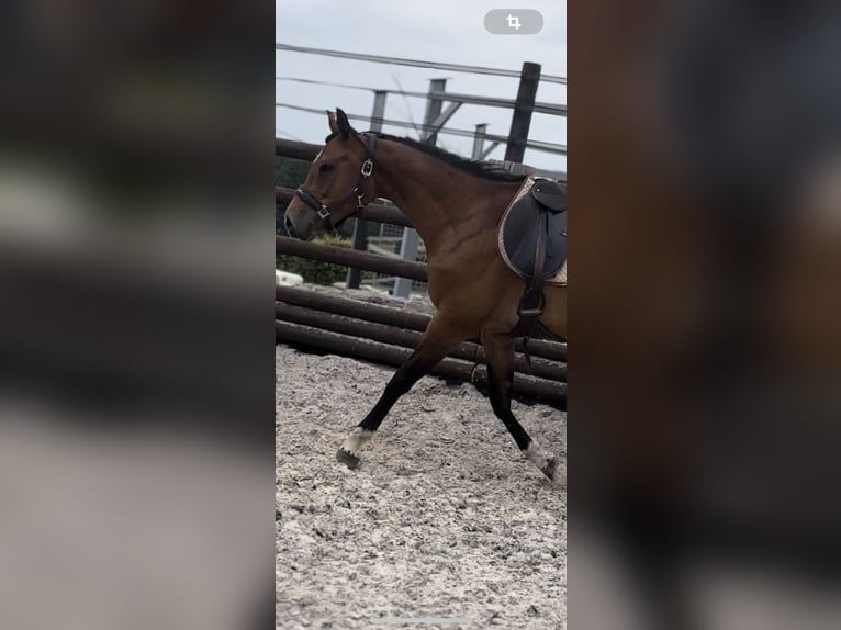 Zangersheider Hongre 9 Ans 167 cm Bai in Liege
