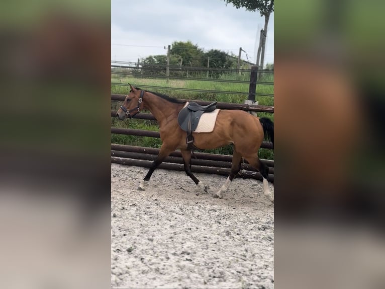 Zangersheider Hongre 9 Ans 167 cm Bai in Liege
