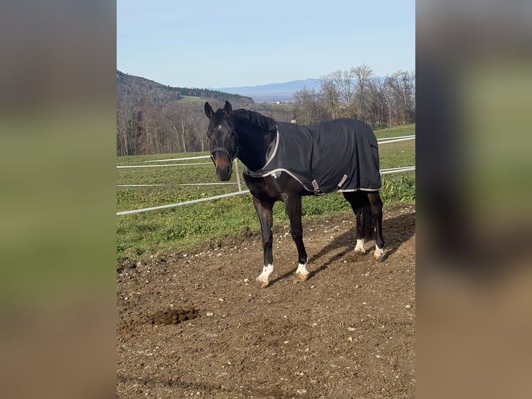 Zangersheider Hongre 9 Ans 168 cm Bai brun in Seewen SO